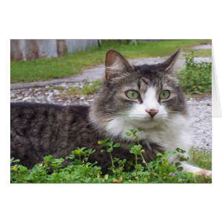 Brown and White Tabby Cat Cards