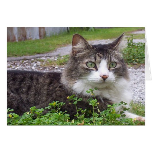 Brown and White Tabby Cat Cards (Front Horizontal)