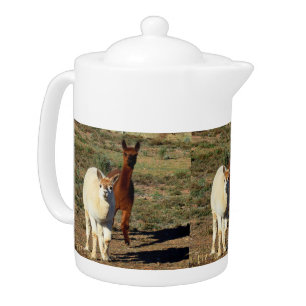 Brown And White Young Alpacas, Teapot