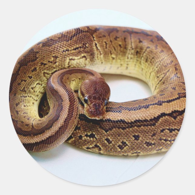 Brown Ball Python Resting Classic Round Sticker (Front)