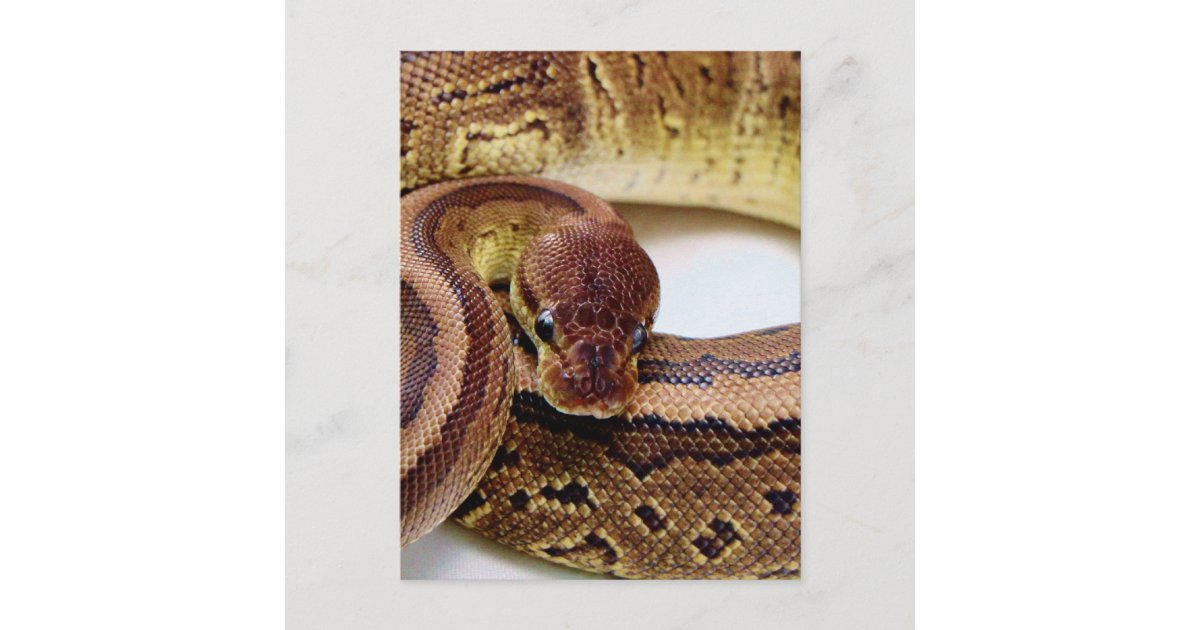 Brown Ball Python Resting Postcard | Zazzle