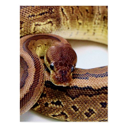 Brown Ball Python Resting Postcard | Zazzle