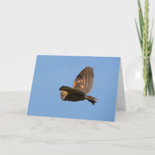 Brown Barn Owl Flying against Blue Sky Card