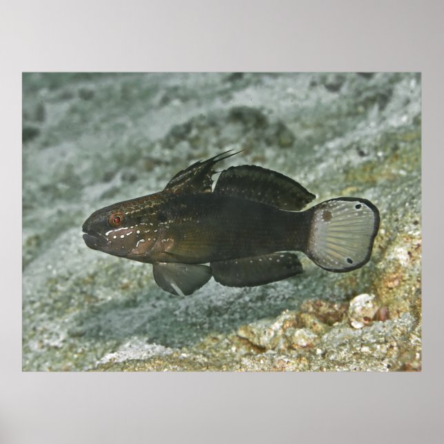 Brown-barred Goby Poster (Front)