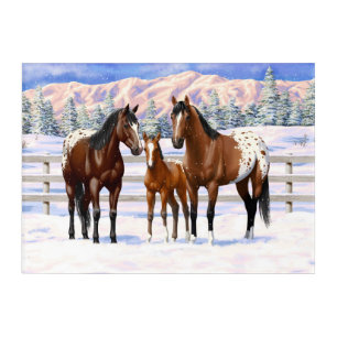 Brown Bay Appaloosa Horses In Snow Acrylic Print