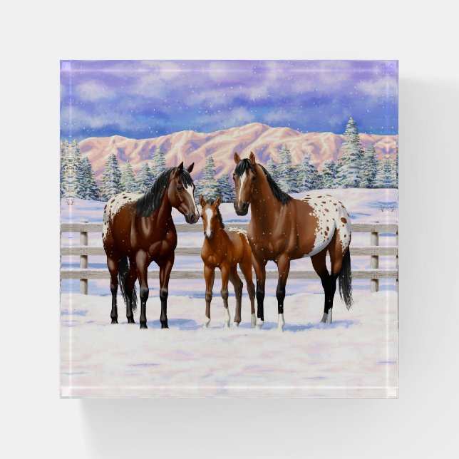 Brown Bay Appaloosa Horses In Snow Paperweight (Front)