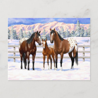 Brown Bay Appaloosa Horses In Snow Postcard