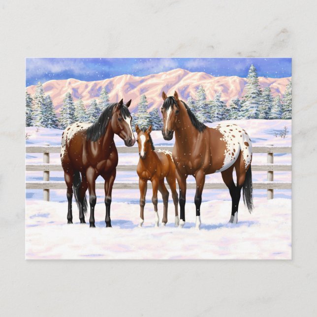 Brown Bay Appaloosa Horses In Snow Postcard (Front)