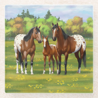 Brown Bay Appaloosa Horses In Summer Pasture Glass Coaster