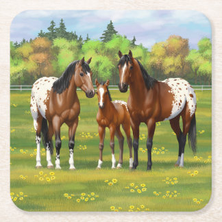 Brown Bay Appaloosa Horses In Summer Pasture Square Paper Coaster
