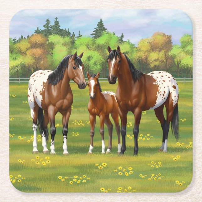 Brown Bay Appaloosa Horses In Summer Pasture Square Paper Coaster (Front)