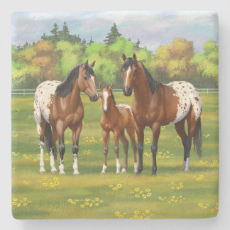 Brown Bay Appaloosa Horses In Summer Pasture Stone Coaster