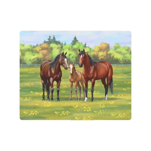 Brown Bay Quarter Horses In Summer Pasture Metal Print (Front)