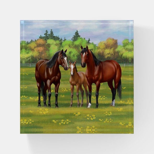 Brown Bay Quarter Horses In Summer Pasture Paperweight (Front)