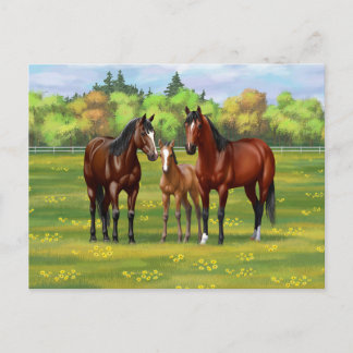 Brown Bay Quarter Horses In Summer Pasture Postcard
