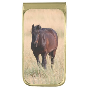 Brown Bay Wild Mustang Horse Gold Finish Money Clip