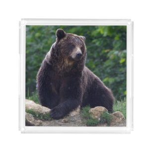 Brown bear acrylic tray