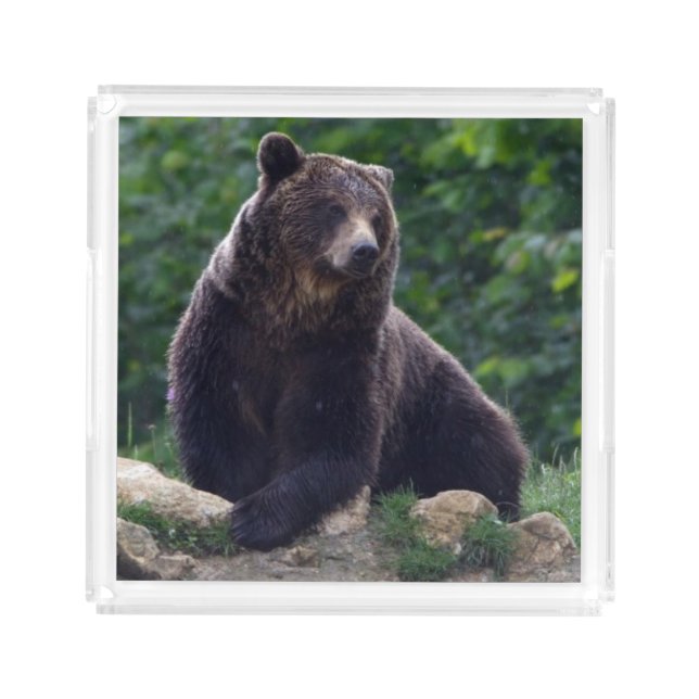 Brown bear acrylic tray (Front)