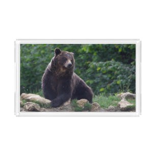 Brown bear acrylic tray