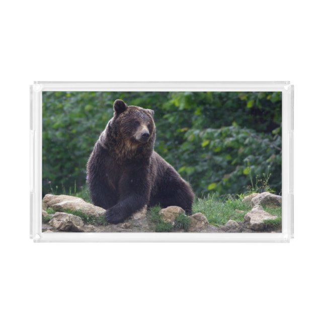 Brown bear acrylic tray (Front)