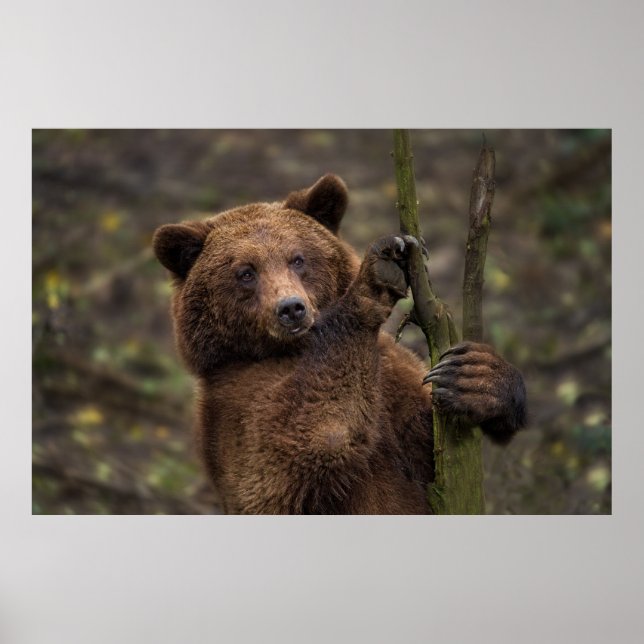 Brown Bear All Paws And Claws Poster (Front)