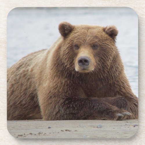 Brown Bear Beverage Coaster