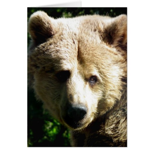 Brown bear cards (Front)