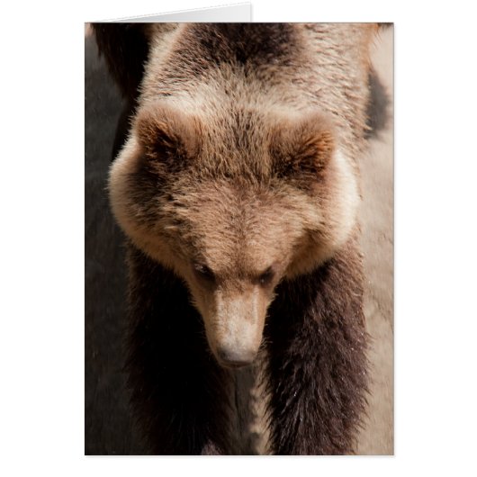 Brown bear cards (Front)