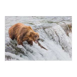 Brown Bear Catches Red Salmon Acrylic Print
