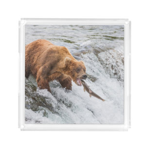 Brown Bear Catches Red Salmon Acrylic Tray