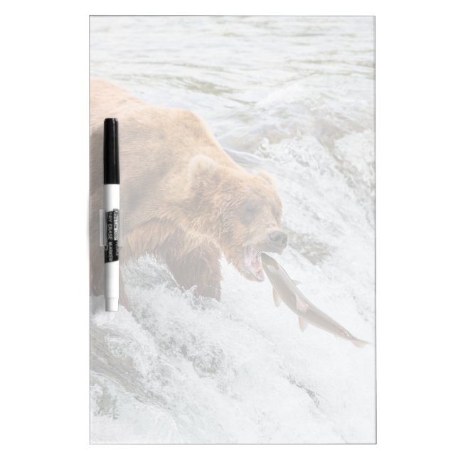 Brown Bear Catches Red Salmon Dry Erase Board (Front)