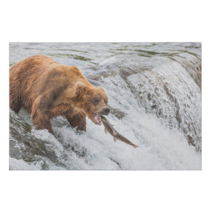 Brown Bear Catches Red Salmon Faux Canvas Print
