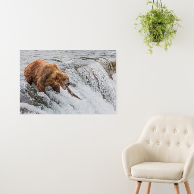 Brown Bear Catches Red Salmon Foam Board (In Situ (Wall))