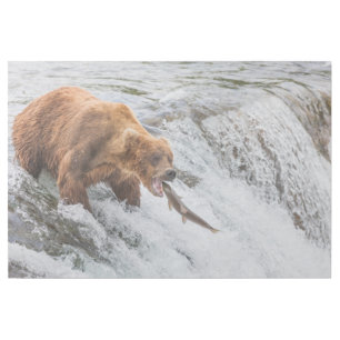 Brown Bear Catches Red Salmon Gallery Wrap