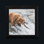 Brown Bear Catches Red Salmon Gift Box<br><div class="desc">Brown bears fish for red salmon at the falls of the Brooks River,  Katmai National Park,  southwest,  Alaska.</div>