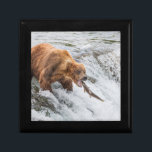 Brown Bear Catches Red Salmon Gift Box<br><div class="desc">Brown bears fish for red salmon at the falls of the Brooks River,  Katmai National Park,  southwest,  Alaska.</div>