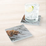 Brown Bear Catches Red Salmon Glass Coaster<br><div class="desc">Brown bears fish for red salmon at the falls of the Brooks River,  Katmai National Park,  southwest,  Alaska.</div>