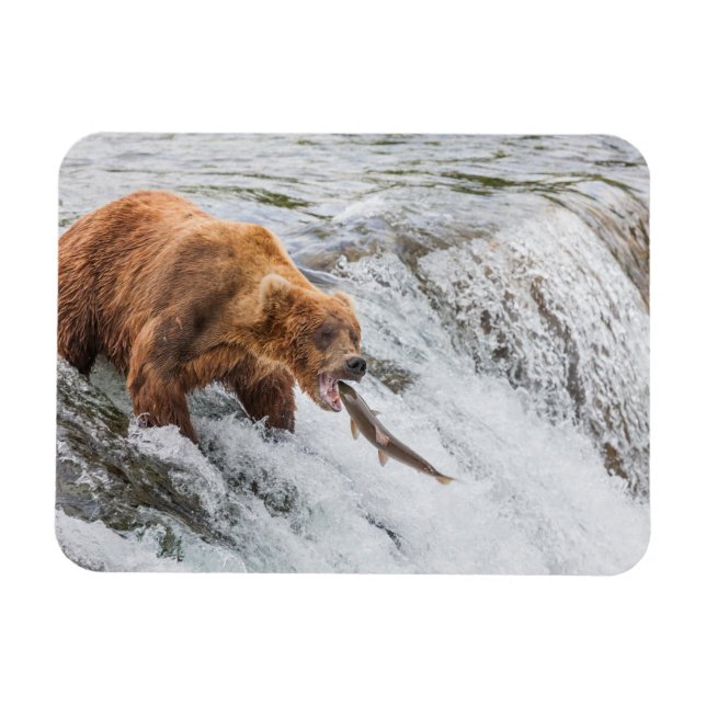 Brown Bear Catches Red Salmon Magnet (Horizontal)