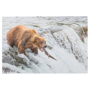 Brown Bear Catches Red Salmon Metal Print