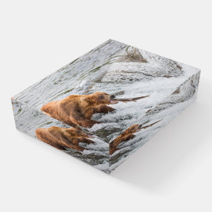 Brown Bear Catches Red Salmon Paperweight
