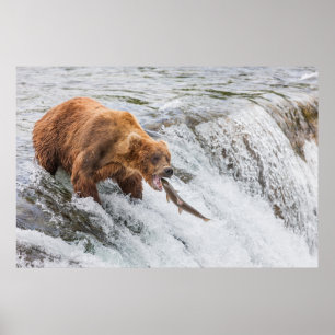 Brown Bear Catches Red Salmon Poster