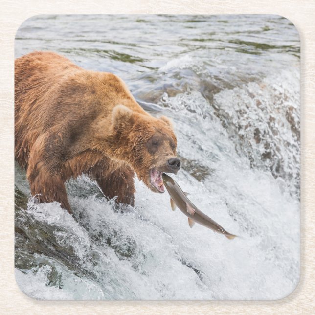 Brown Bear Catches Red Salmon Square Paper Coaster (Front)