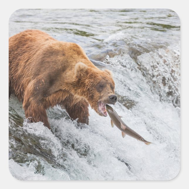 Brown Bear Catches Red Salmon Square Sticker (Front)