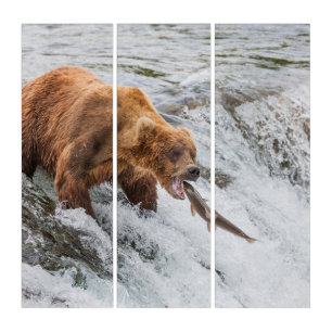 Brown Bear Catches Red Salmon Triptych