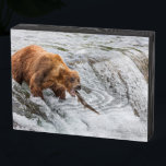 Brown Bear Catches Red Salmon Wooden Box Sign<br><div class="desc">Brown bears fish for red salmon at the falls of the Brooks River,  Katmai National Park,  southwest,  Alaska.</div>