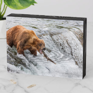 Brown Bear Catches Red Salmon Wooden Box Sign