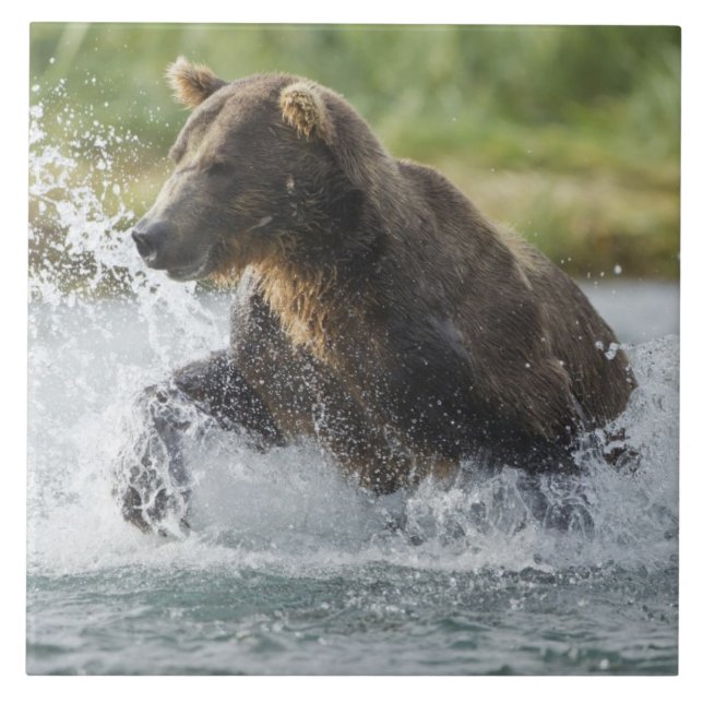 Brown Bear chasing salmon in river Ceramic Tile (Front)