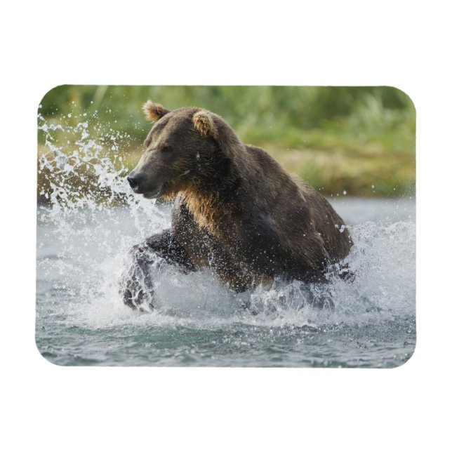 Brown Bear chasing salmon in river Magnet (Horizontal)
