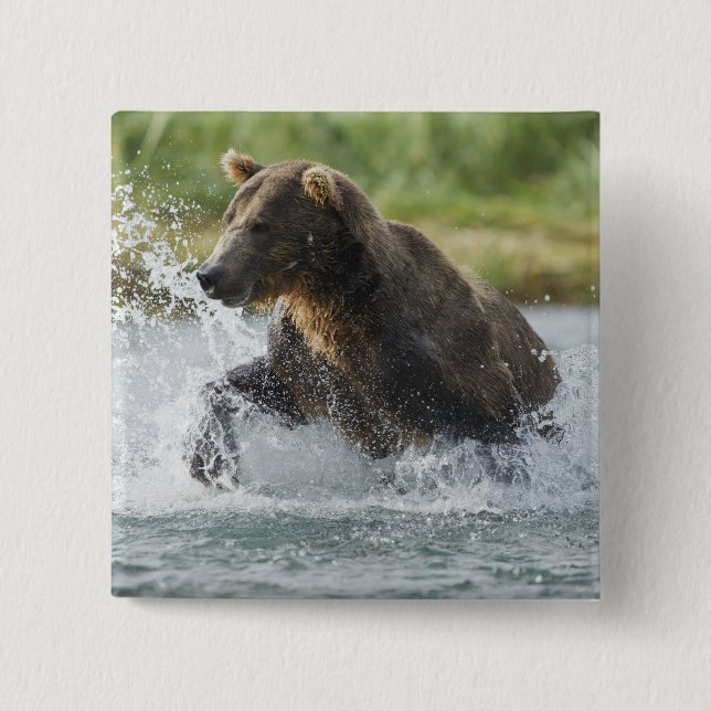 Brown Bear chasing salmon in river Pinback Button (Front)