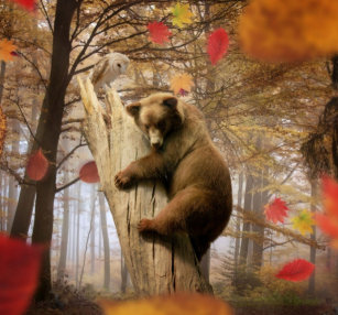 bears climbing trees gifts